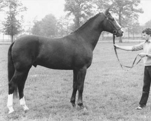 stallion Zebulon (KWPN (Royal Dutch Sporthorse), 1981, from Oldenburg)