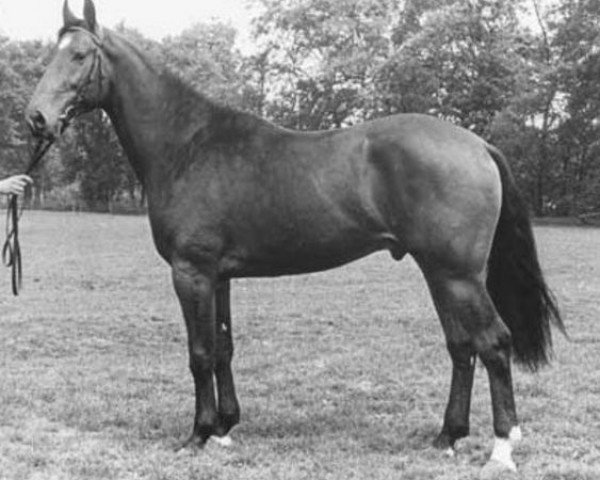 stallion Telstar (KWPN (Royal Dutch Sporthorse), 1977, from Nimmerdor)