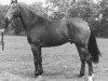 stallion Telstar (KWPN (Royal Dutch Sporthorse), 1977, from Nimmerdor)