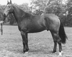 Deckhengst Telstar (KWPN (Niederländisches Warmblut), 1977, von Nimmerdor)