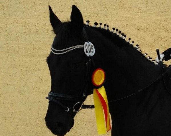 dressage horse Sindbat (Hanoverian, 2007, from Sandro Hit)