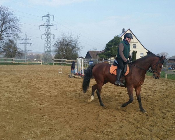 horse Anabell (Oldenburg show jumper, 2010, from Aerobic TN)