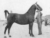 broodmare Ykarla (KWPN (Royal Dutch Sporthorse), 1954, from Regent)