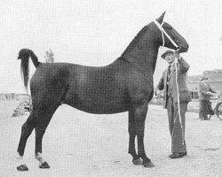 broodmare Ykarla (KWPN (Royal Dutch Sporthorse), 1954, from Regent)