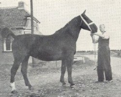 broodmare Karla (Oldenburg, 1948, from Rheinstolz 3686)