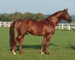 stallion Anchorage (Hanoverian, 1996, from Acord II)