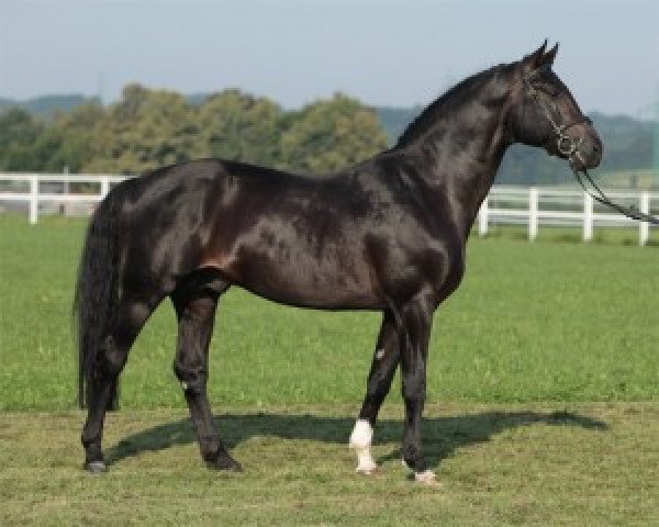 stallion Eibisch II (Hanoverian, 2001, from Escudo I)