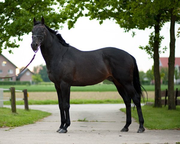 stallion Ridwan xx (Thoroughbred, 1993, from Lagunas xx)