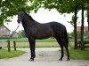 stallion Ridwan xx (Thoroughbred, 1993, from Lagunas xx)