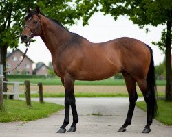 stallion Pjanou xx (Thoroughbred, 1994, from Dashing Blade xx)