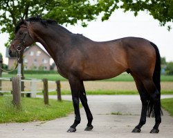 stallion Alegrador xx (Thoroughbred, 1997, from Law Society xx)