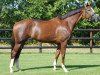 broodmare Celestine 17 (Oldenburg, 2009, from Wynton)