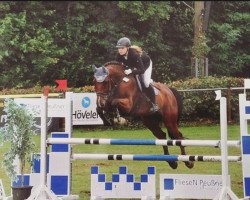 jumper Quirrel (German Sport Horse, 2008, from Quintender 2)