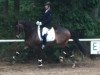 dressage horse Nachtschatten 2 (Trakehner, 2011, from Interconti)