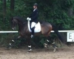 dressage horse Nachtschatten 2 (Trakehner, 2011, from Interconti)