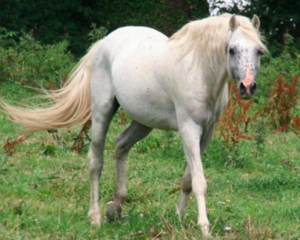 stallion Bolino Ravignan (Welsh-Pony (Section B), 1989, from Kirby Cane Statecraft)