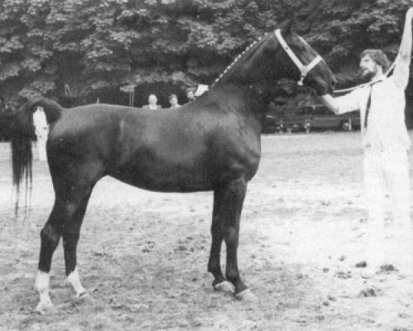 broodmare Sarita (KWPN (Royal Dutch Sporthorse), 1976, from Marconi)