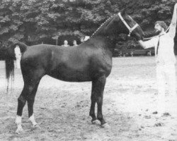 broodmare Sarita (KWPN (Royal Dutch Sporthorse), 1976, from Marconi)