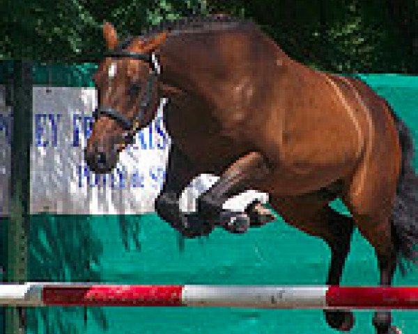 stallion Tricky Choice du Pena (French Pony, 2007, from Quick Star)