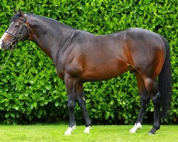 stallion Requinto xx (Thoroughbred, 2009, from Dansili xx)