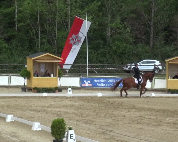 Reitturnier Frechen-Grefrath - Sonnenhof 2019