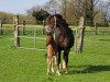 broodmare Red Honey J (German Riding Pony, 2009, from Oosteinds Ricky)