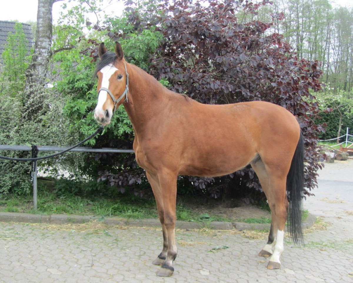 jumper Corono 3 (Westphalian, 2009, from Coronas 2)
