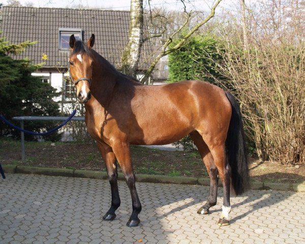 broodmare Cayana MH (Westphalian, 2007, from Cayetano L)