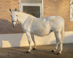 broodmare Wondergirl 23 (unknown, 1992, from Unbekannt)