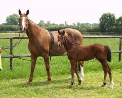 broodmare Amy for you (Hanoverian, 1996, from Aalborg)