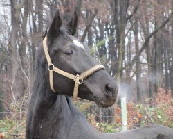 broodmare Cassina (Rhinelander, 1999, from Cadre Noir K)