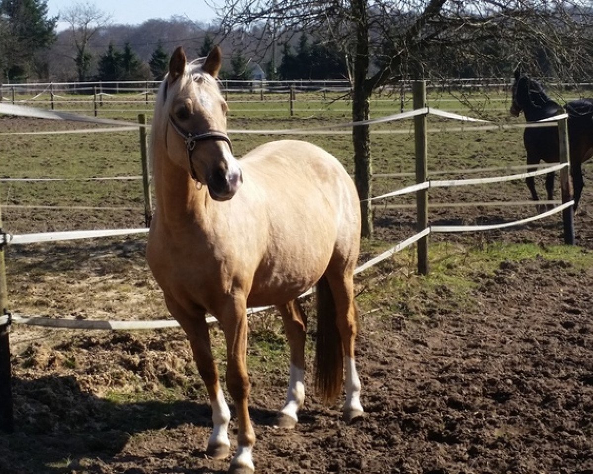 broodmare Hexe (German Riding Pony, 2007, from FS Champion de Luxe)