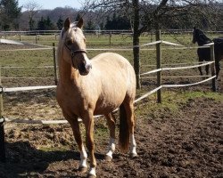 broodmare Hexe (German Riding Pony, 2007, from FS Champion de Luxe)