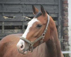 broodmare Cabaya MH (Rhinelander, 2008, from Cayetano L)