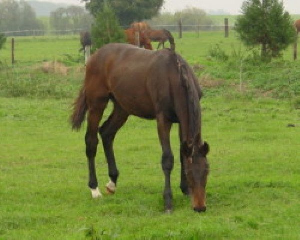 horse Gracitano (Westphalian, 2006, from Godolphin)