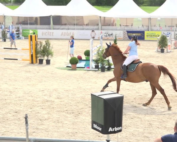 Reitturnier Galgenen 2019
