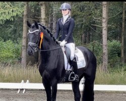 dressage horse Velvet Black Jack (Hanoverian, 2017, from Vivaldi)