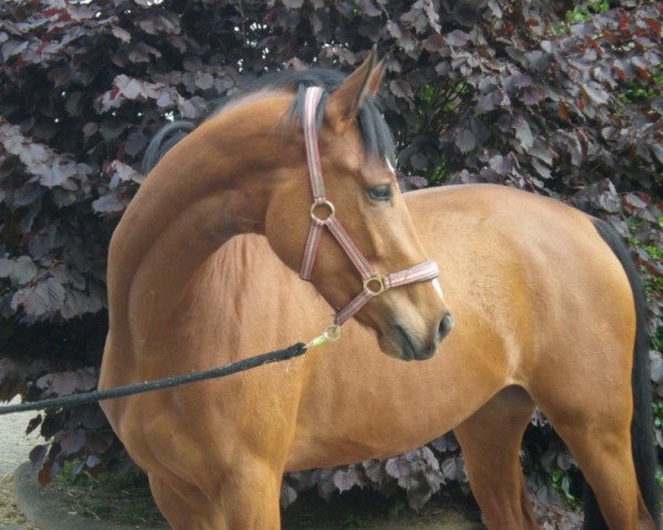 Springpferd Crazy Cleo (Westfale, 2006, von Cayetano L)