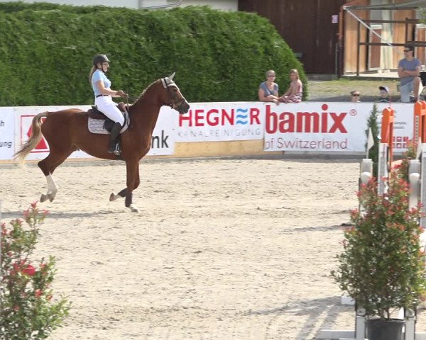 Reitturnier Galgenen 2019