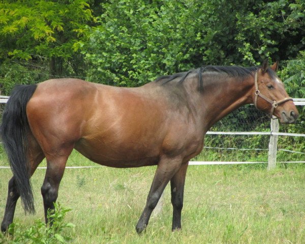 Zuchtstute Oklahoma (Holsteiner, 1999, von Lucky Lionell)