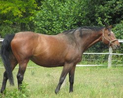 broodmare Oklahoma (Holsteiner, 1999, from Lucky Lionell)