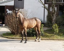 broodmare Collina Point M (Rhinelander, 2005, from Collin L)