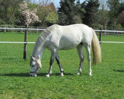 broodmare Coronia (Westphalian, 2006, from Cornet Obolensky)