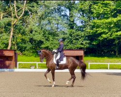 dressage horse Sir Sullivan (Hanoverian, 2012, from Spörcken)