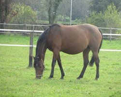 broodmare Lena (Rhinelander, 2000, from Lanero NRW)