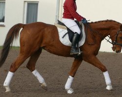 dressage horse Samito (Mecklenburg, 2016, from San Patriano II)