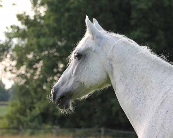 Pferd Marengo 160 (Deutsches Reitpony, 1993, von Offizier)