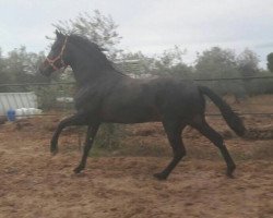 horse Unico de Cucharra (Pura Raza Espanola (PRE), 2014)