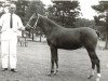 broodmare Kantje's Wilma III (New Forest Pony, 1970, from Golden Wonder)