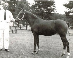 broodmare Kantje's Wilma III (New Forest Pony, 1970, from Golden Wonder)